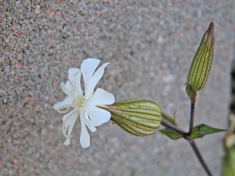 Silene latifolia / Silene bianca